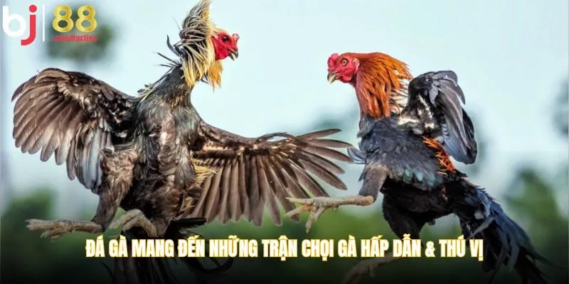 Đá gà mang đến những trận chọi gà hấp dẫn & thú vị