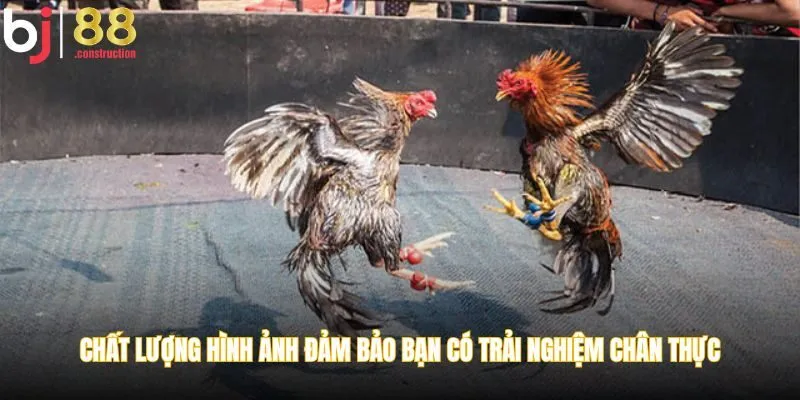 Chất lượng hình ảnh đảm bảo bạn có trải nghiệm chân thực