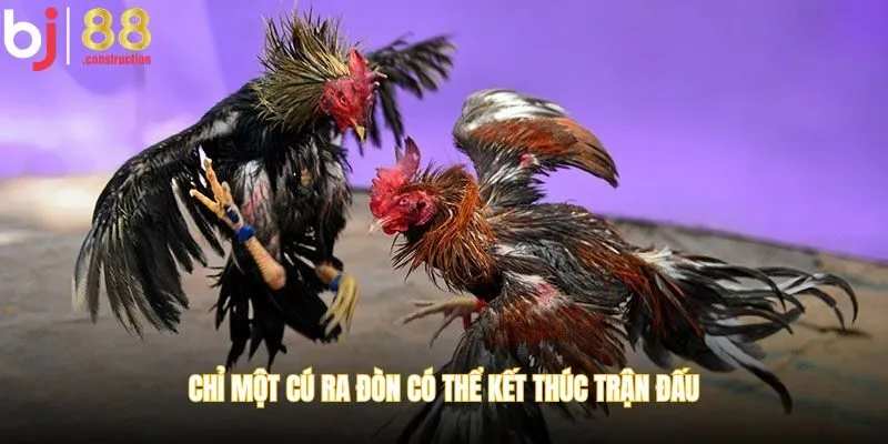 Chỉ một cú ra đòn có thể kết thúc trận đấu