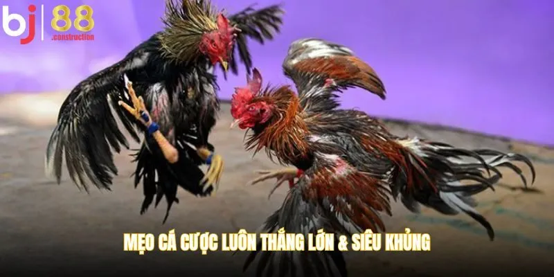 Mẹo cá cược luôn thắng lớn & siêu khủng