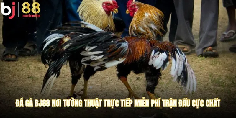 Đá gà BJ88 nơi tường thuật trực tiếp miễn phí những trận đấu cực chất