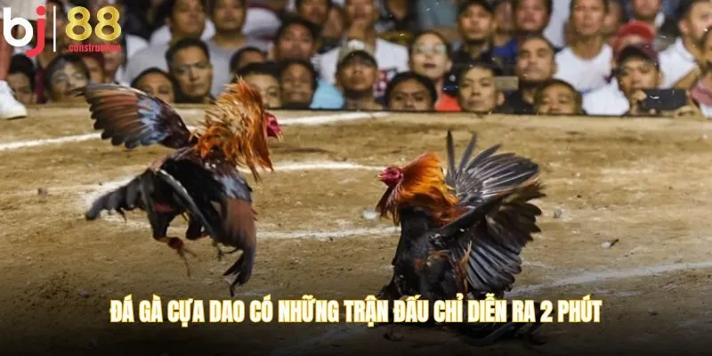 Đá gà cựa dao có những trận đấu chỉ diễn ra 2 phút