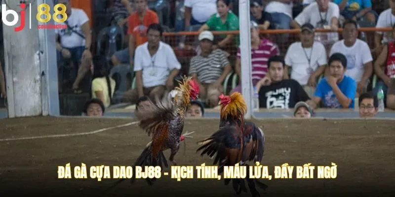 đá gà cựa dao
