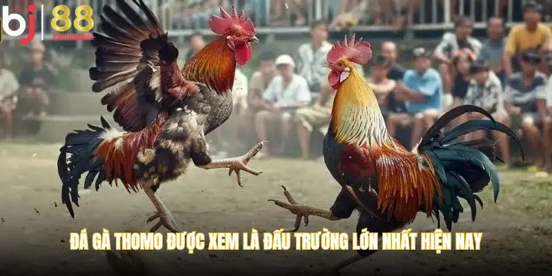 Đá gà Thomo được xem là đấu trường lớn nhất hiện nay
