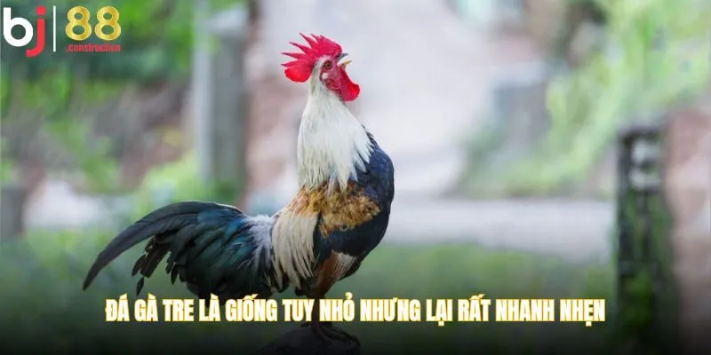 Đá gà tre là giống tuy nhỏ nhưng lại rất nhanh nhẹn