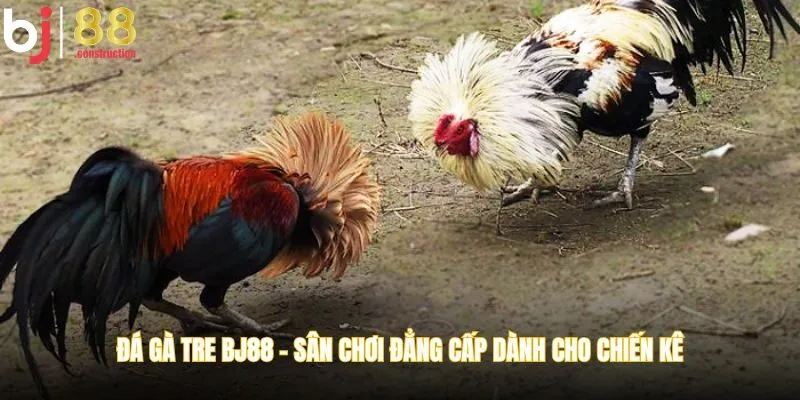 đá gà tre