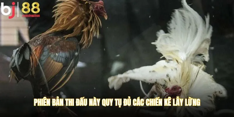 Phiên bản thi đấu này quy tụ đủ các chiến kê lẫy lừng