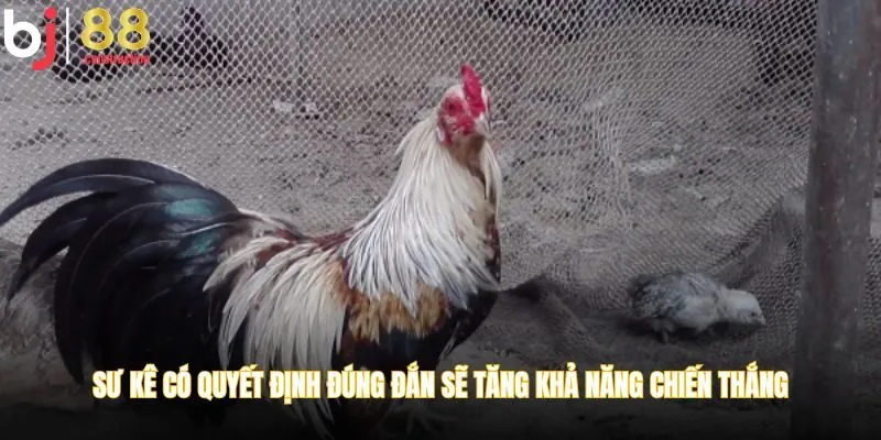 Sư kê có quyết định đúng đắn sẽ tăng khả năng chiến thắng