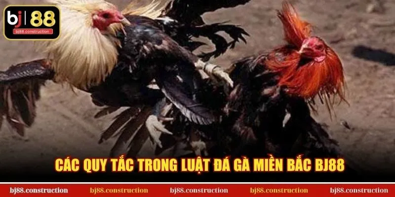 Các quy tắc trong luật đá gà miền Bắc BJ88