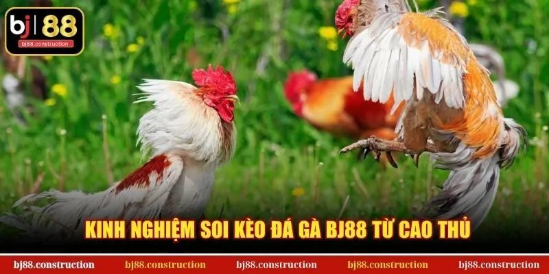 Kinh nghiệm soi kèo đá gà BJ88 từ cao thủ
