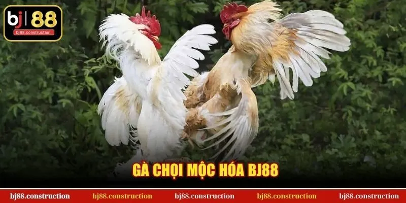 Gà Chọi Mộc Hóa BJ88