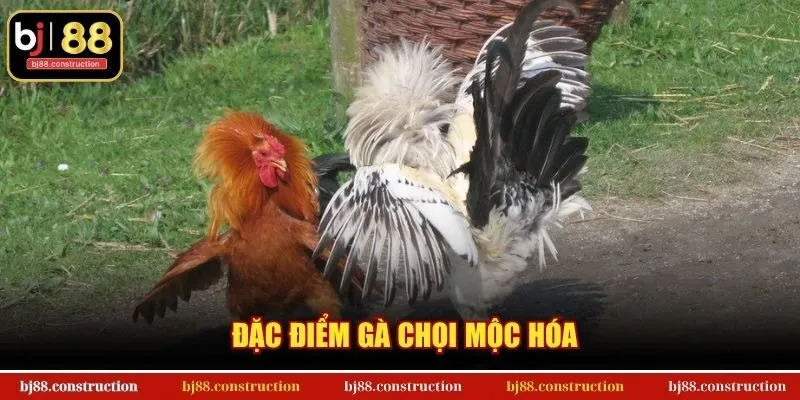 Đặc điểm gà chọi Mộc Hóa