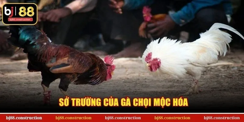 Sở trường của gà chọi Mộc Hóa