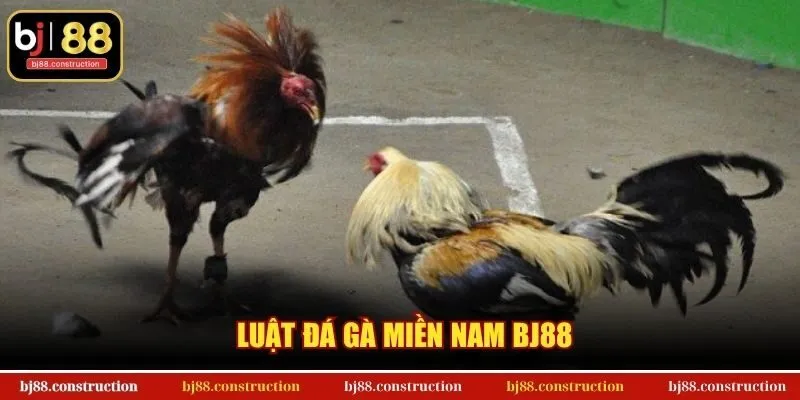 Luật Đá Gà Miền Nam BJ88