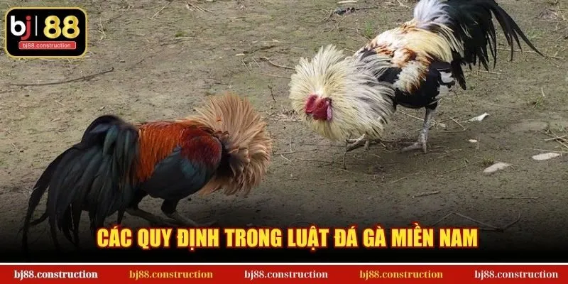 Các quy định trong luật đá gà Miền Nam
