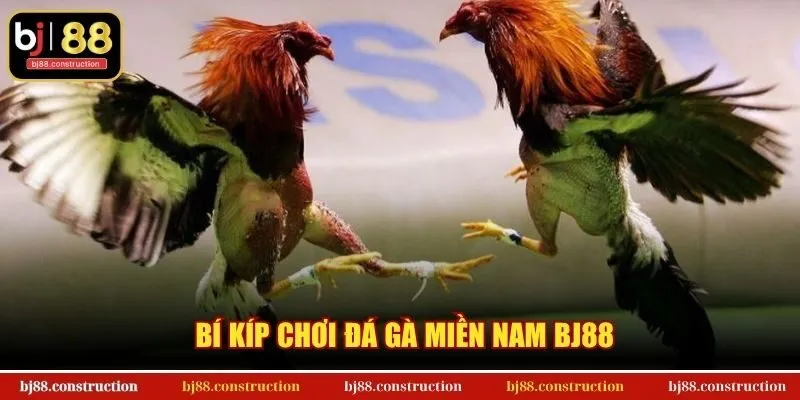 Bí kíp chơi đá gà miền Nam BJ88