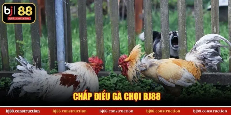Chấp Điếu Gà Chọi BJ88