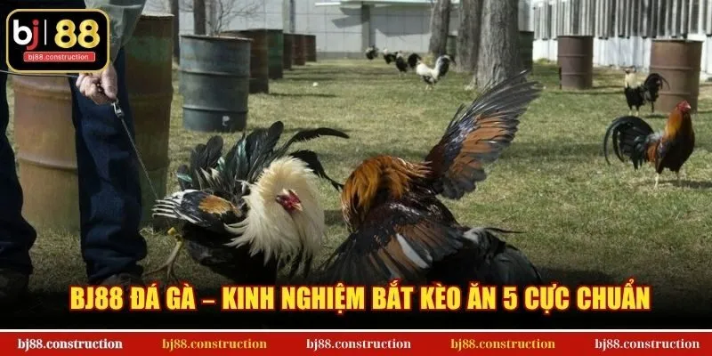 BJ88 đá gà – Kinh nghiệm bắt kèo ăn 5 cực chuẩn