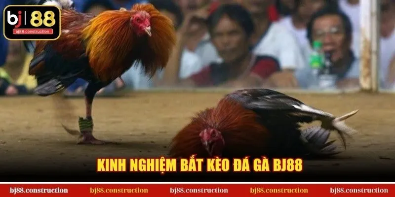 Kinh nghiệm bắt kèo đá gà BJ88