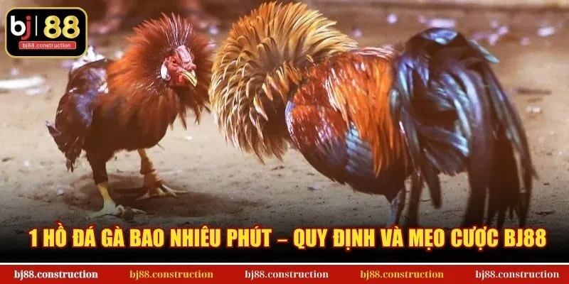 1 Hồ Đá Gà Bao Nhiêu Phút – Quy định và mẹo cược BJ88