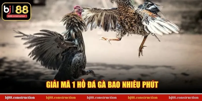 Giải mã 1 hồ đá gà bao nhiêu phút