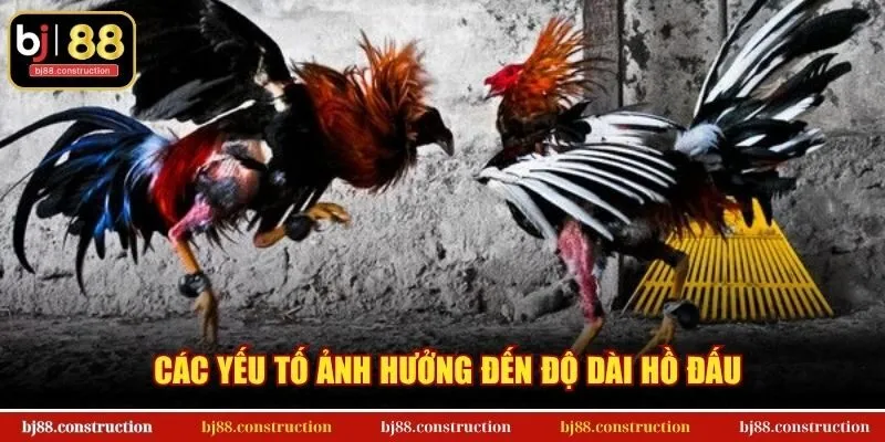 Các yếu tố ảnh hưởng đến độ dài hồ đấu