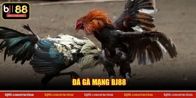 Đá Gà Mạng BJ88
