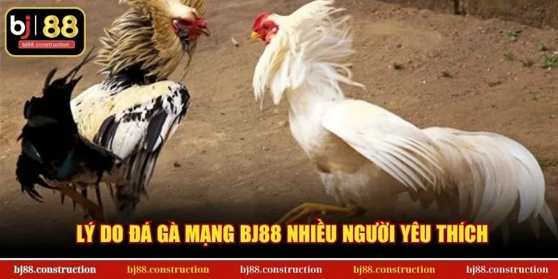 Lý do đá gà mạng BJ88 nhiều người yêu thích