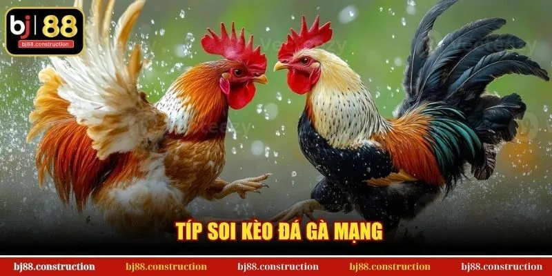 Típ soi kèo đá gà mạng