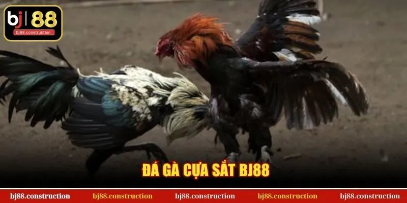 Đá Gà Cựa Sắt BJ88