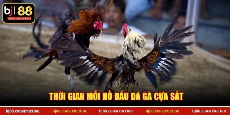 Thời gian mỗi hồ đấu đá gà cựa sắt