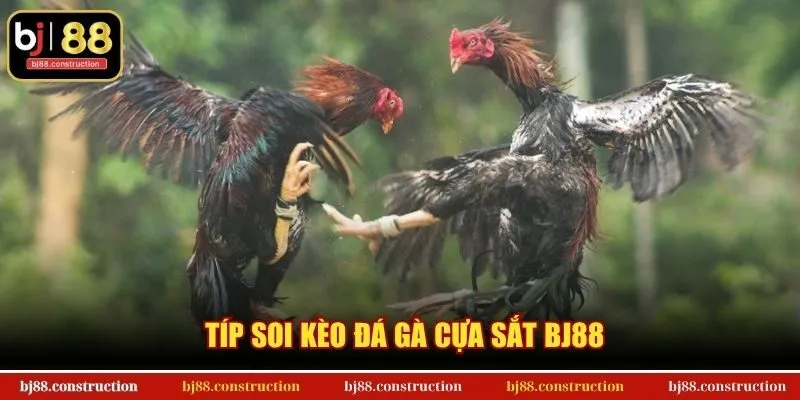 Típ soi kèo đá gà cựa sắt BJ88
