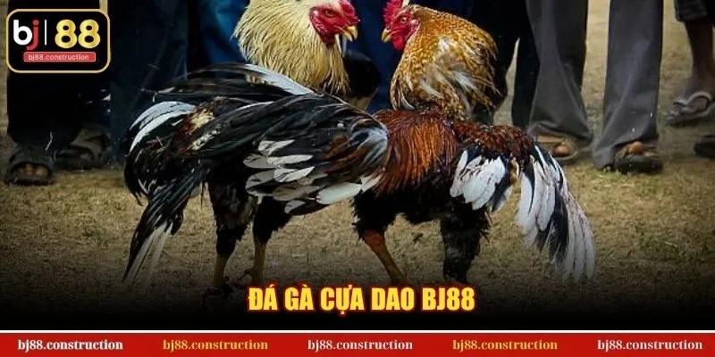 Đá Gà Cựa Dao BJ88