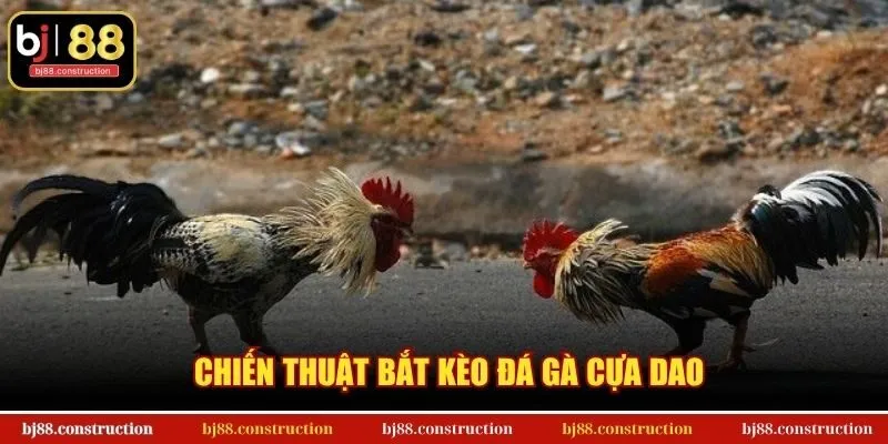 Chiến thuật bắt kèo đá gà cựa Dao