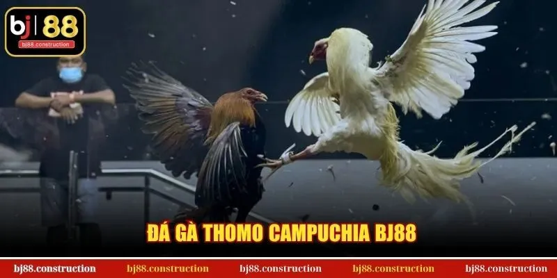 Đá Gà Thomo Campuchia BJ88