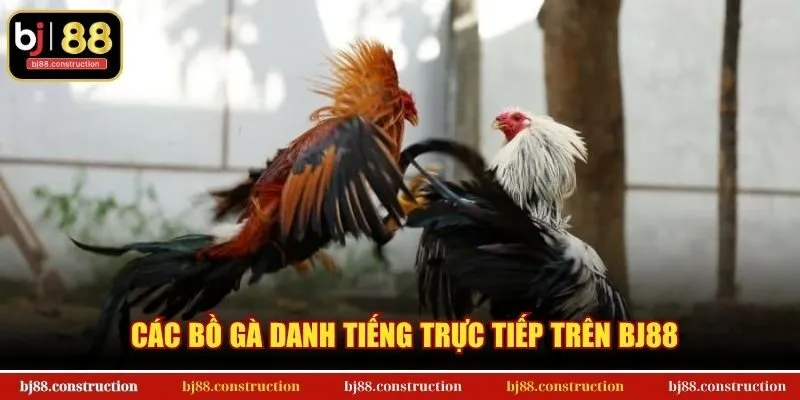 Các bồ gà danh tiếng trực tiếp trên BJ88