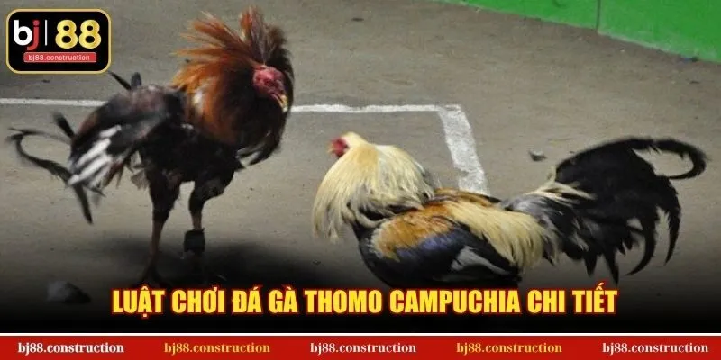 Luật chơi đá gà Thomo Campuchia chi tiết